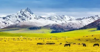 China Xinjiang Yining Urumqi  - ทัวร์จีน ซินเจียงตะวันตก อี้หนิง อูลู่มู่ฉี ทุ่งหญ้าลอยฟ้า (ไม่ลงร้าน)