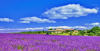 Turkiye Marvelous Lavender Istanbul Cappadocia - ทัวร์ตุรกี อิสตัลบูล คัปปาโดเกีย มหัศจรรย์ลาเวนเดอร์ ทุ่งดอกลาเวนเดอร์ ชมม้าไม้ เมืองทรอย สุสานอตาเติร์ก