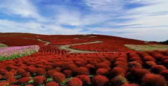 Japan Tokyo Narita Ibaraki Fuji Kochia Summer Cypress - ทัวร์ญี่ปุ่น โตเกียว นาริตะ อิบารากิ ฟูจิ ชมทุ่งดอกโคเชีย (อิสระ 1 วัน)