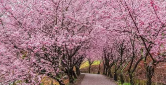 China Qingdao Jinan Sakura - ทัวร์จีน ชิงเต่า จี่หนาน ชมซากุระสวนจงซาน