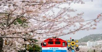 Korea Busan Jinhae Cherry Blossom Festival - ทัวร์เกาหลี ปูซาน เทศกาลซากุระจินแฮ
