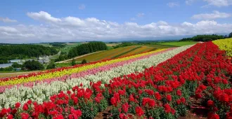 Japan Hokkaido Asahikawa   - ทัวร์ญี่ปุ่น มหัศจรรย์ ฮอกไกโด ชมความงาม 2 ทุ่งดอกไม้สีสันแห่งฤดูร้อน (อิสระ 1 วัน)