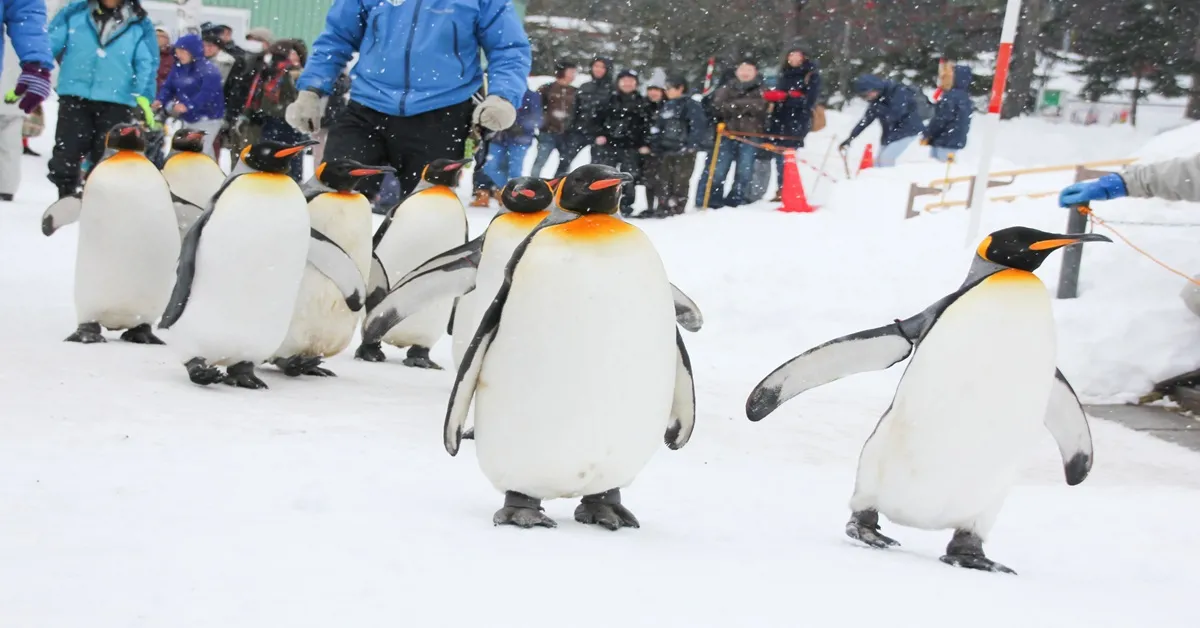 Japan Hokkaido Sapporo Asahikawa - ทัวร์ญี่ปุ่น ฮอกไกโด ซัปโปโร อาซาฮิคาวะ ชมสวนสัตว์อาซาฮิยามะและลานสกีชิกิไซ 