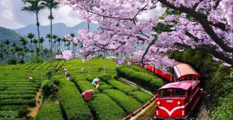 Taiwan Alishan - ทัวร์ไต้หวัน มหัศจรรย์...เขาอุทยานอาลีซาน 