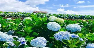 South Vietnam Nha Trang Dalat - เวียดนามใต้ ญาจาง ดาลัด นั่งกระเช้าลอยฟ้าข้ามทะเล สวนดอกไม้ไฮเดรนเยีย