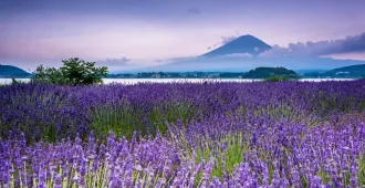 Japan Tokyo Narita Fuji - ทัวร์ญี่ปุ่น โตเกียว นาริตะ ฟูจิ ทุ่งลาเวนเดอร์ (อิสระฟรีเดย์ 1 วัน)