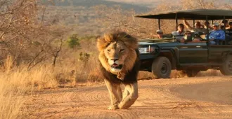  South Africa - ทัวร์แอฟริกาใต้ ตามล่า Big Five