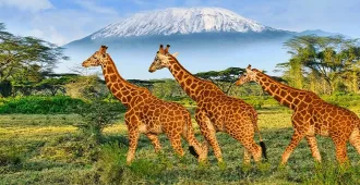 Grand Kenya Safari - ทัวร์แกรนด์ เคนย่า ซาฟารี