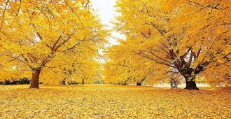 Japan Hokkaido Sapporo Hakodate Noboribetsu Ginkgo Avenue - ทัวร์ญี่ปุ่น ฮอกไกโด ซัปโปโร ฮาโกดาเตะ โนโบริเบทสึ เที่ยวชมถนนต้นแปะก๊วย