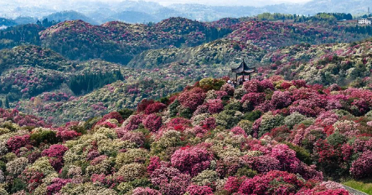 China Chongqing Chishui Biji Baili Azalea - ทัวร์จีน ฉงชิ่ง ชื่อสุ่ย ปี้จี้ ทุ่งกุหลาบพันปีร้อยลี้ หนึ่งเดียวในโลก ชมเขตท่องเที่ยวดานูซี สุดตื่นตา นั่งรถไฟทะลุตึก (ไม่ลงร้าน)