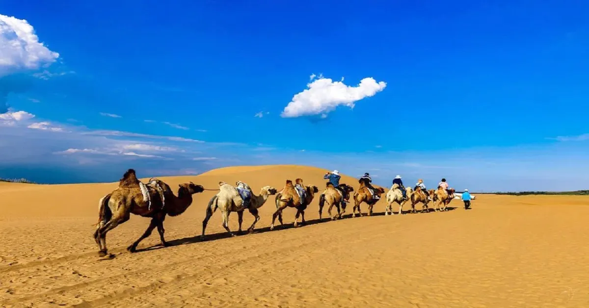 China Inner Mongolia Ordos - ทัวร์จีน มองโกเลีย ออร์ดอส ขี่อูฐตะลุยทะเลทราย