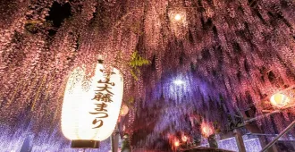 Japan Fukuoka Beppu Yufuin Kumamoto Kitakyushu Nakayama O-fuji Festival - ทัวร์ญี่ปุ่น ฟุกุโอกะ เบปปุ ยูฟุอิน คุมาโมโตะ คิตะคิวชู อุโมงค์ดอกวิสทีเรีย