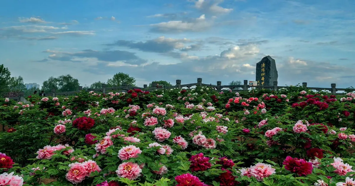 China Xi'an Luoyang Peony Festival - ทัวร์จีน ซีอาน ชมเทศกาลดอกโบตั๋นเมืองลั่วหยาง (ไม่ลงร้าน)