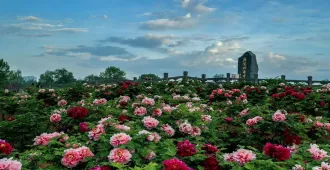 China Xi'an Luoyang Peony Festival - ทัวร์จีน ซีอาน ชมเทศกาลดอกโบตั๋นเมืองลั่วหยาง (ไม่ลงร้าน)