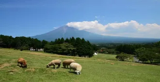 Japan Tokyo Osaka Kyoto Fuji - ทัวร์ญี่ปุ่น โตเกียว โอซาก้า เกียวโต ฟูจิ (อิสระ 1 วัน)
