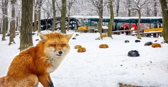 Japan Sendai Akita Iwate Fox Village Winter - ทัวร์ญี่ปุ่น เซนได อะคิตะ อิวาเตะ ชมหมู่บ้านจิ้งจอกและลานสกีอานิ 