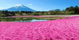 Japan Tokyo Narita Ibaraki Fuji Shibazakura Festival - ทัวร์ญี่ปุ่น โตเกียว นาริตะ อิบารากิ ฟูจิ ทุ่งพิงค์มอส