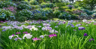 Japan Narita Odawara Castle Hydrangea Festival - ทัวร์ญี่ปุ่น มหัศจรรย์...นาริตะ โอดาวาระ เที่ยวชมปราสาทโอดาวาระ เทศกาลดอกไฮเดรนเยีย (อิสระ 1 วัน)