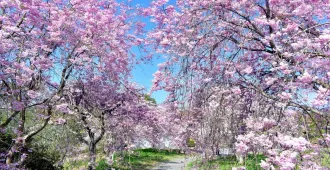 Japan Osaka Okayama Tottori Sakura - ทัวร์ญี่ปุ่น โอซาก้า โอคายาม่า ทตโตริ ชมซากุระที่สวนสาธารณะทาเคเบะโนะโมริและโคนันทาวน์ 