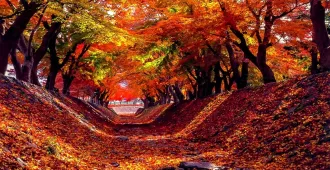 Japan Tokyo Narita Yamanashi Autumn Momiji Corridor - ทัวร์ญี่ปุ่น ซุปตาร์...โตเกียว นาริตะ ยามานาชิ ลาลาล่องใบไม้เปลี่ยนสี แอบชิลล์วิวทะเล ชมความงามอุโมงค์ใบเมเปิ้ล 
