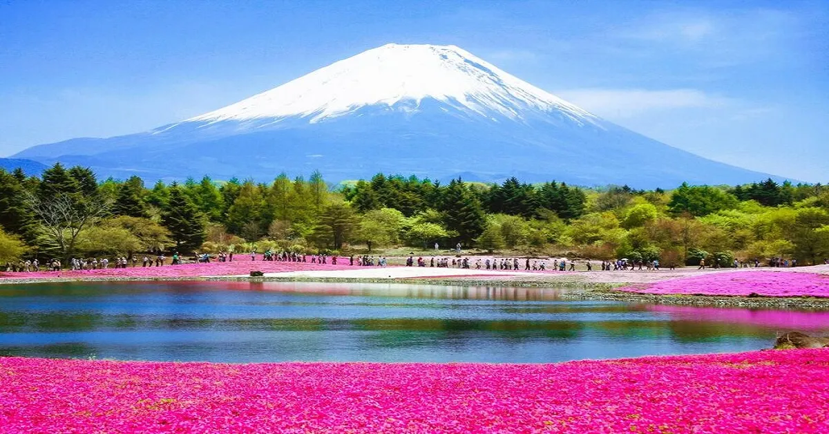 Japan Tokyo Fuji Flower Pink Moos - ทัวร์ญี่ปุ่น โตเกียว ฟูจิ ชมความงามของทุ่งพิ้งค์มอส (อิสระ 1 วัน)