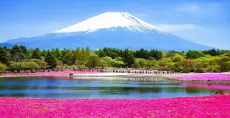 Japan Tokyo Fuji Flower Pink Moos - ทัวร์ญี่ปุ่น โตเกียว ฟูจิ ชมความงามของทุ่งพิ้งค์มอส (อิสระ 1 วัน)
