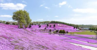 Japan Hokkaido Sounkyo Asahikawa Sapporo Colorful Pinkmoss - ทัวร์ญี่ปุ่น ฮอกไกโด โซอุนเคียว อาซาฮิคาวะ ซัปโปโร ชมทุ่งดอกซากุระและทิวลิปสีสันสดใส