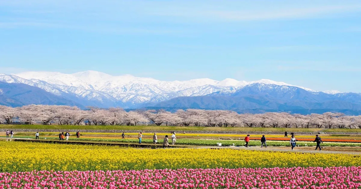 Japan Osaka Nagoya Takayama Toyama Kyoto - ทัวร์ญี่ปุ่น โอซาก้า นาโกย่า ทาคายาม่า โทยาม่า เกียวโต ชมความงามของซากุระ