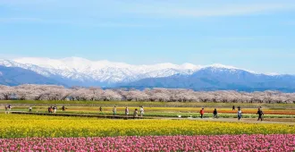 Japan Osaka Nagoya Takayama Toyama Kyoto - ทัวร์ญี่ปุ่น โอซาก้า นาโกย่า ทาคายาม่า โทยาม่า เกียวโต ชมความงามของซากุระ