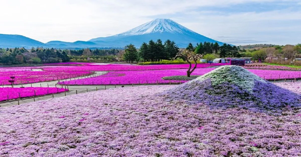 Japan Tokyo Osaka Kamikochi Nagoya Kyoto Shibazakura Festival - ทัวร์ญี่ปุ่น โตเกียว โอซาก้า คามิโคจิ นาโกย่า เกียวโต เทศกาลชิบะซากุระ เฟสติวัล (อิสระ 1 วัน)