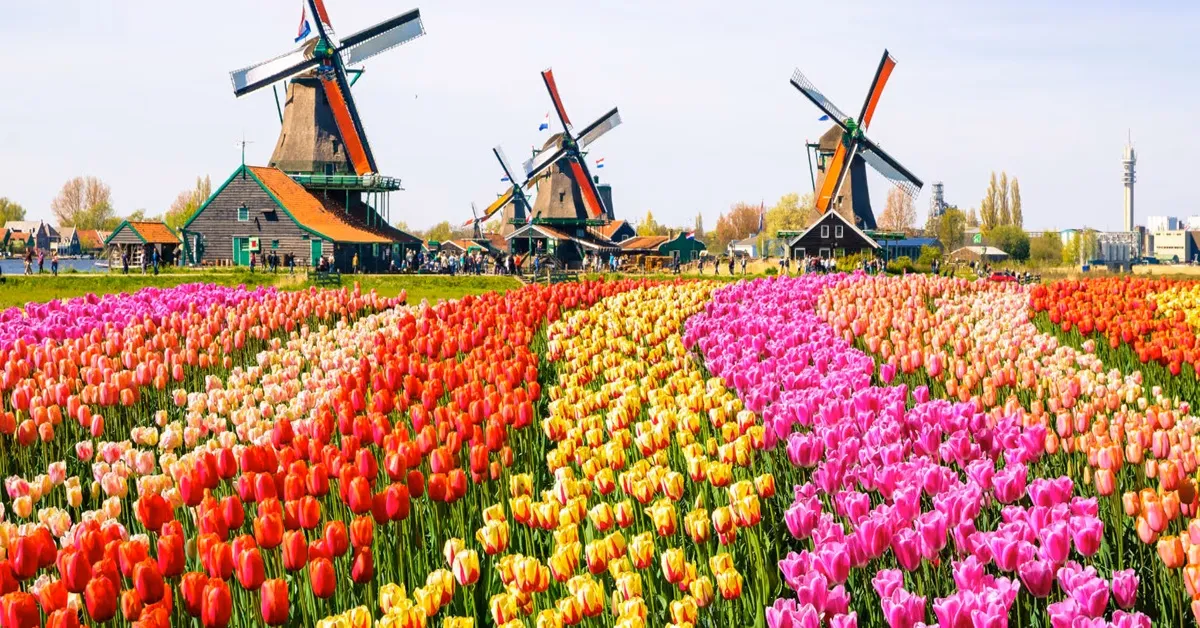Benelux Belgium Luxembourg Netherlands Keukenhof - ทัวร์เบเนลักซ์ เบลเยี่ยม ลักเซมเบิร์ก เนเธอร์แลนด์ ชมเทศกาลดอกไม้ที่ใหญ่ที่สุดในโลก สวนเคอเคนฮอฟ