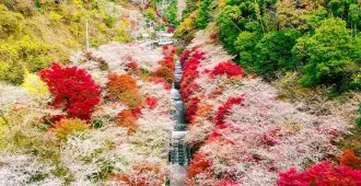 Japan Osaka Nagoya Kyoto Uji Obara Fureai Park - ทัวร์ญี่ปุ่น ซุปตาร์... โอซาก้า นาโกย่า เกียวโต อุจิ เที่ยวชมสวนโอบาระฟุเรไอ 