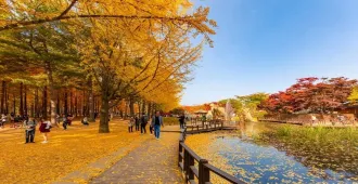South Korea Seoul Nami island - ทัวร์เกาหลีใต้ โซล เที่ยวชมเกาะนามิ 