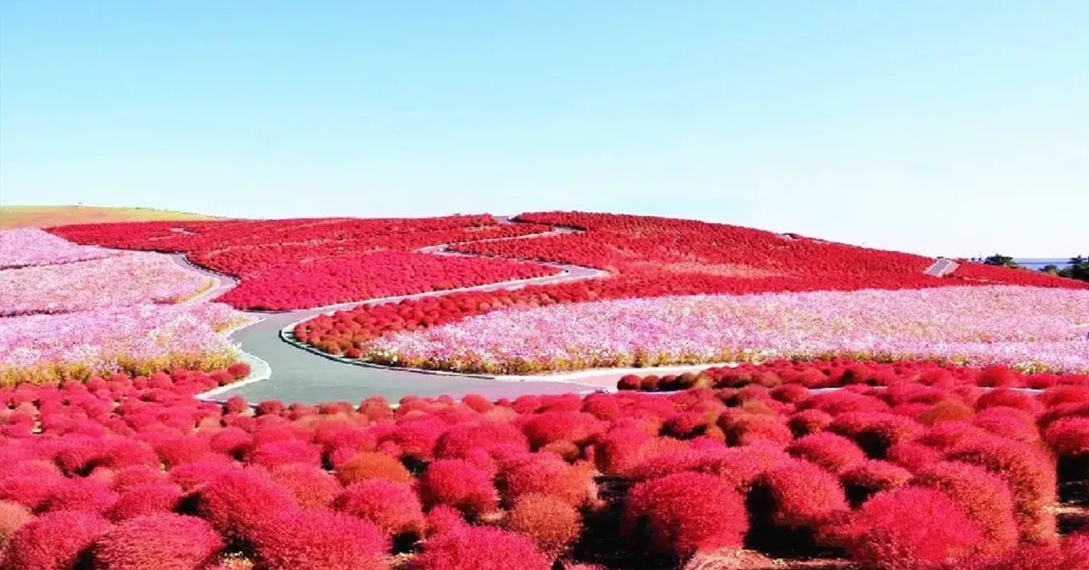 Japan Tokyo Nikko Edo Wonderland Hitachikochia - ทัวร์ญี่ปุ่น โตเกียว นิกโก้ เอโดะ วันเดอร์แลนด์ ฮิตาชิ ซีไซด์ปาร์ค 