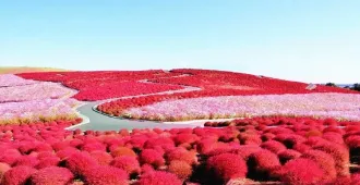 Japan Tokyo Nikko Edo Wonderland Hitachikochia - ทัวร์ญี่ปุ่น โตเกียว นิกโก้ เอโดะ วันเดอร์แลนด์ ฮิตาชิ ซีไซด์ปาร์ค 