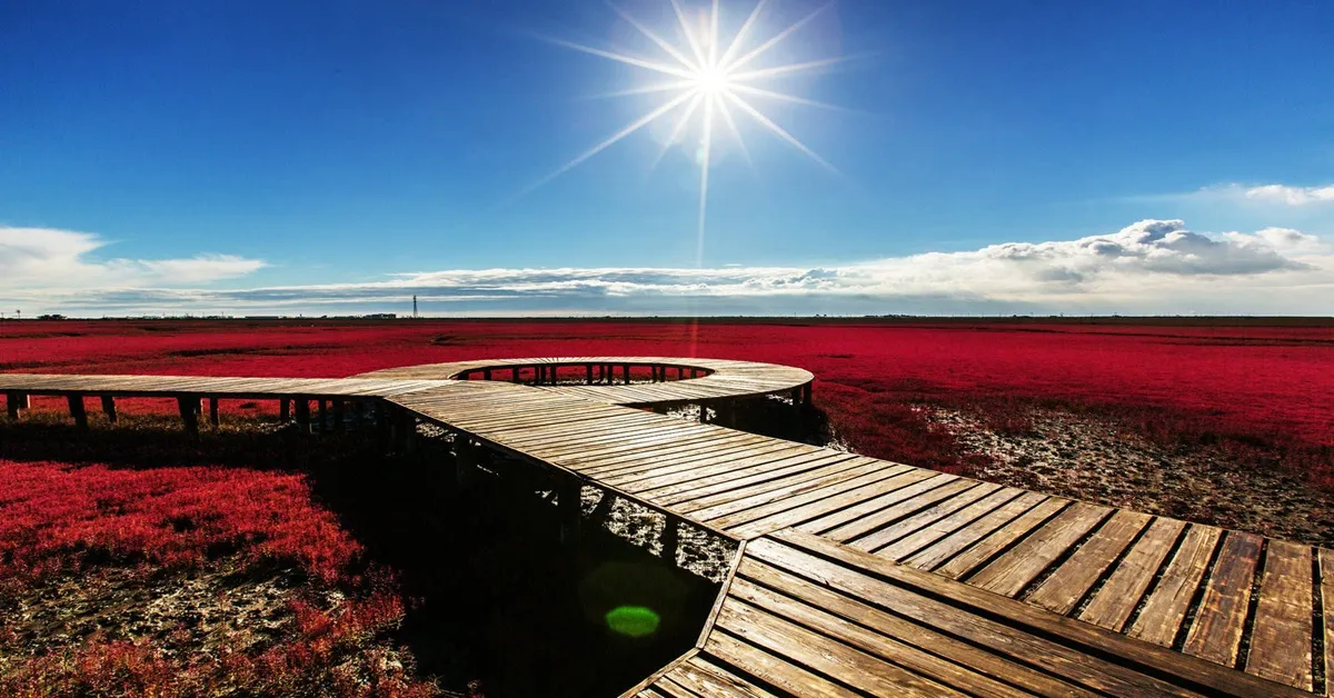 China Shenyang Fanjing Mountain Red Beach - ทัวร์จีน เสิ่นหยาง ผานจิ่ง หาดแดง ชมศิลปะภาพวาดในทุ่งนาและพระราชวังเสิ่นหยาง (ลงร้าน)