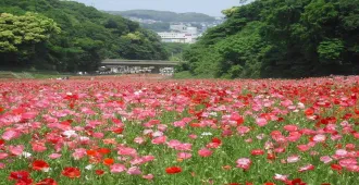  Japan Tokyo Narita Fuji Kanagawa Kurihama Flower Park - ทัวร์ญี่ปุ่น โตเกียว นาริตะ ฟูจิ คานางาวะ เทศกาลชมสวนดอกไม้คุริฮามะ