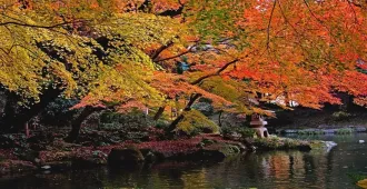 Japan Tokyo Narita Disneyland Autumn Free Day - ทัวร์ญี่ปุ่น โตเกียว นาริตะ สักการะขอพร วัดนาริตะซังชินโชจิ เดินช้อปปิ้งแบบจุใจในย่านดัง ชินจูกุ พร้อมลุยสวนสนุกดิสนีย์แลนด์ ใบไม้เปลี่ยนสี (อิสระ 1 วัน)