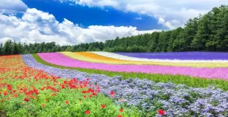 Japan Hokkaido Sapporo Otaru Asahikawa Summer Flower Tomita Farm - ทัวร์ญี่ปุ่น ฮอกไกโด ซับโปโร โอตารุ อาซาฮิคาวะ เที่ยวชมดอกไม้ฤดูร้อนฟาร์มโทมิตะ (อิสระ 1 วัน) 