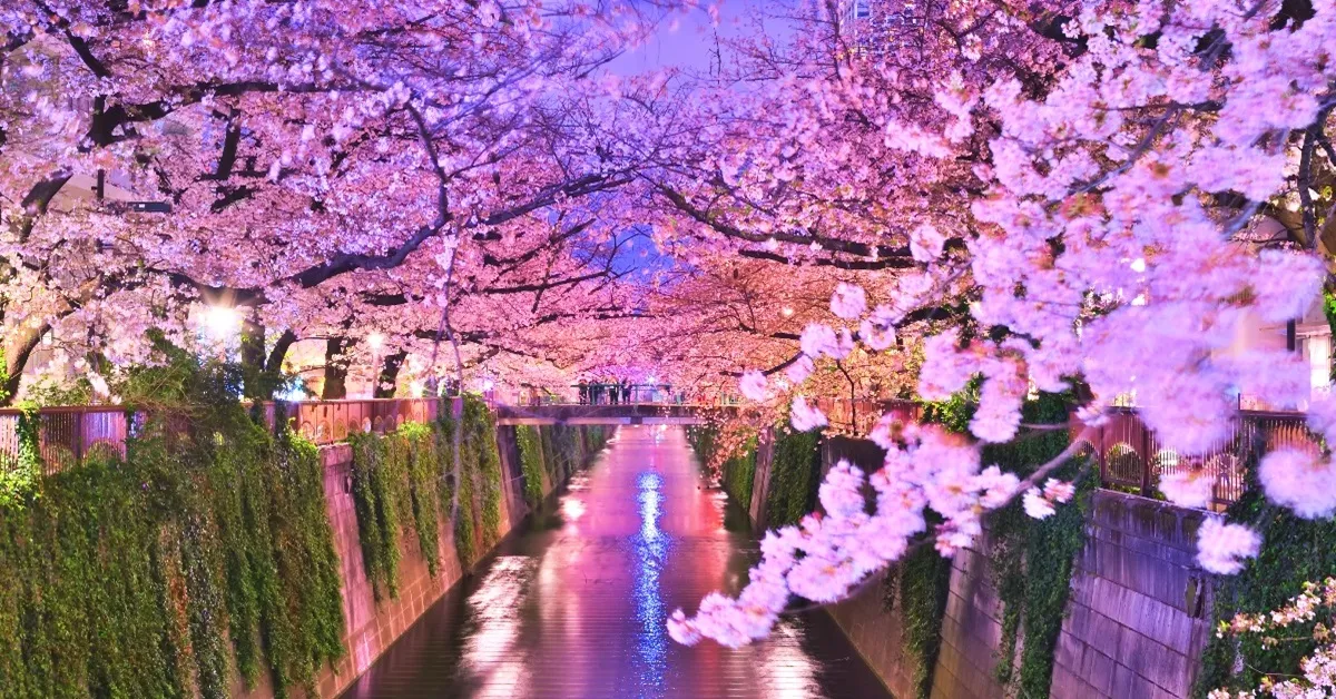 Japan Tokyo Takayama - ทัวร์ญี่ปุ่น โตเกียว ทาคายาม่า เดินเล่นชมความสวยงามของซากุระ