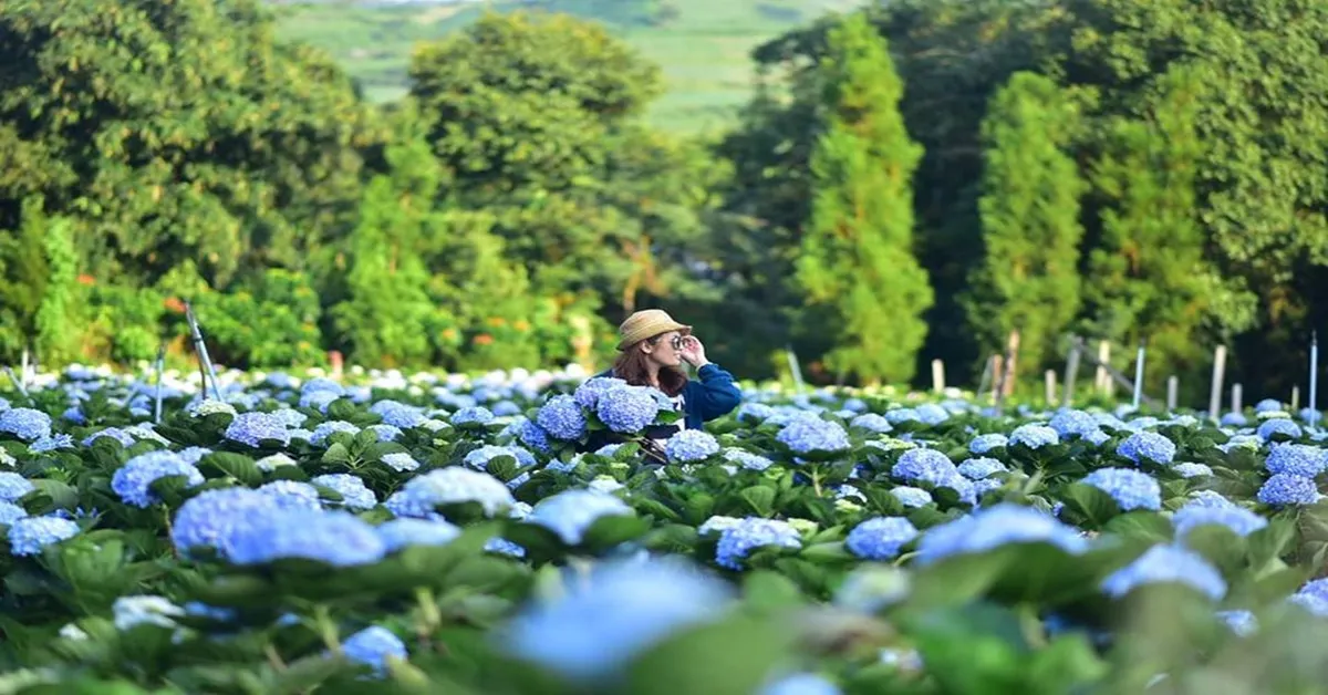 South Vietnam Dalat Mui Ne Ho Chi Minh - เวียดนามใต้ ดาลัด มุยเน่ โฮจิมินห์ ชมทุ่งไฮเดรนเยียและนั่งโรลเลอร์โคสเตอร์ชมธรรมชาติท่ามกลางป่าสน (บินภายใน 1 ขา)