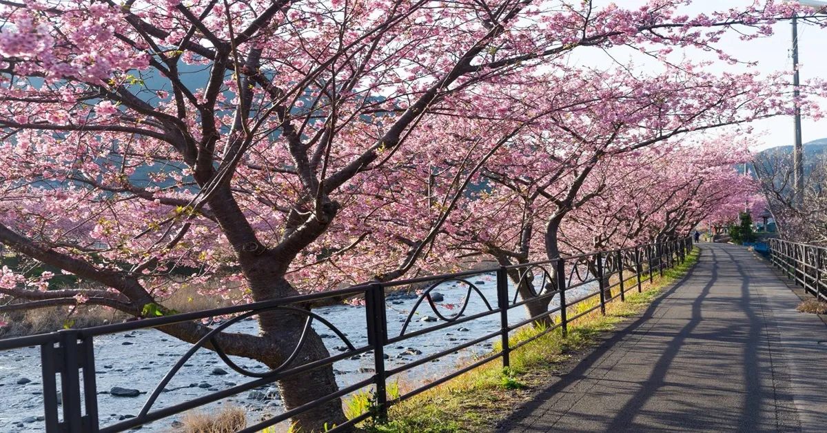 Japan Tokyo Kawazu Sakura Kamakura Izu Yamanashi  - ทัวร์ญี่ปุ่น โตเกียว คามาคุระ อิซุ  ยามานาชิ  ชมเทศกาลซากุระสีชมพู