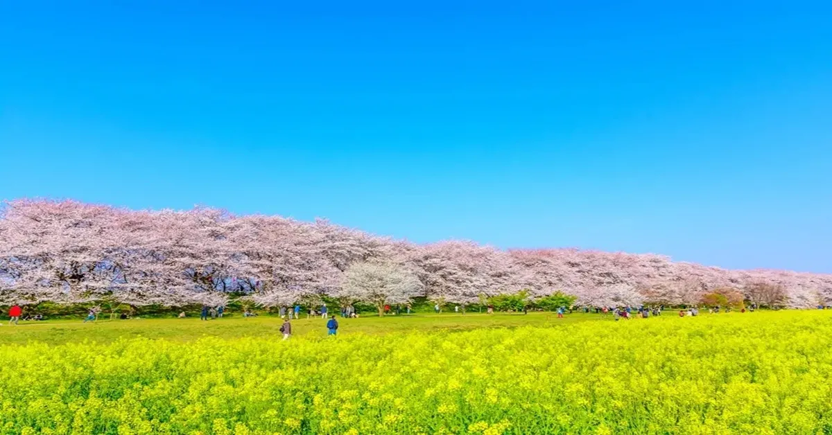Japan Tokyo Nagoya Nagano Sakura Hakuba Mountain Harbor - ทัวร์ญี่ปุ่น โตเกียว นาโกย่า นากาโน่ ชมซากุระสวนกองเก็นโดและชมวิวพาโนรามา เทือกเขาแอลป์ญี่ปุ่น