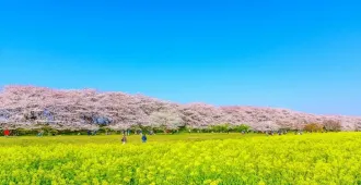 Japan Tokyo Nagoya Nagano Sakura Hakuba Mountain Harbor - ทัวร์ญี่ปุ่น โตเกียว นาโกย่า นากาโน่ ชมซากุระสวนกองเก็นโดและชมวิวพาโนรามา เทือกเขาแอลป์ญี่ปุ่น