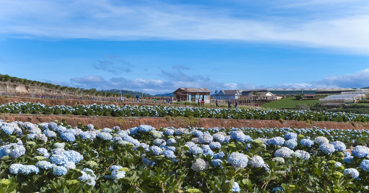 ทัวร์เวียดนามใต้ ญาจาง ดาลัด สวนสนุก Vin Pearl ชมสวนดอกไฮเดรนเยีย (ลงร้าน)