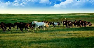 China Inner Mongolia Ordos Grasslands - ทัวร์จีน มองโกเลียใน ออร์ดอส เที่ยวชมทุ่งหญ้าออร์ดอส (ลงร้าน)