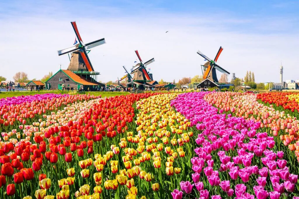Europe Germany Netherlands Belgium France Beautiful Flora in Keukenhof - ทัวร์ยุโรป เยอรมนี เนเธอร์แลนด์ เบลเยียม ฝรั่งเศส ชมเทศกาลดอกไม้แสนสวย เคอเคนฮอฟ