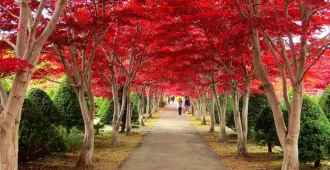 Japan Hokkaido Lake Toya Autumn Free Day - ทัวร์ญี่ปุ่น ฮอกไกโด ชมทะเลสาบโทยะ พร้อมวิวใบไม้เปลี่ยนสี (อิสระ 1 วัน)