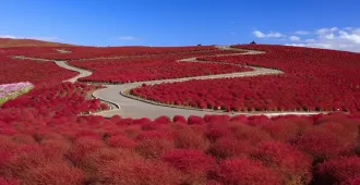 Japan Tokyo Fuji Niko Ibaraki Autumn is magic- ทัวร์ญี่ปุ่น โตเกียว ฟูจิ นิกโก้ อิบารากิ ใบไม้เปลี่ยนสี ชมทุ่งดอกไม้หลากสีสวนฮิตาจิ ซีไซด์ ปาร์ค ศาลเจ้าโออาไรอิโซซากิ