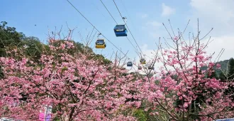 Taiwan Taichung Nantou Taipei Sun Moon Lake Ropeway - ทัวร์ไต้หวัน ไทจง หนานโถว ไทเป ฟาร์มแกะซิงจิ้ง นั่งกระเช้าชมวิวสุริยันจันทรา (ชมซากุระ)